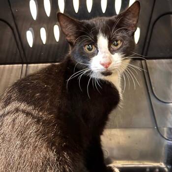 Yang -  Domestic Short Hair Cat for Adoption in Lynchburg, Virginia - Yang | PetCurious