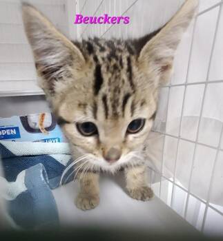 Bueckers -  Domestic Short Hair Cat for Adoption in Diamond Springs, California - Bueckers | PetCurious