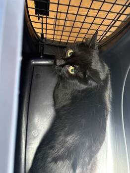 OSHKOSH -  Domestic Short Hair Cat for Adoption in Minneapolis, Minnesota - OSHKOSH | PetCurious
