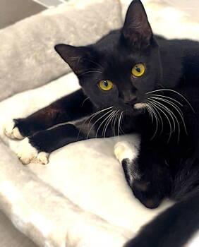 Rescue Tuxedo Cats for Adoption in Fort Myers, Florida - Pizza | PetCurious