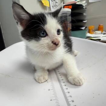 Drax -  Domestic Short Hair Cat for Adoption in Columbiana, Alabama - Drax | PetCurious