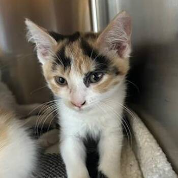 Darla -  Domestic Medium Hair Cat for Adoption in Knoxville, Tennessee - Darla | PetCurious
