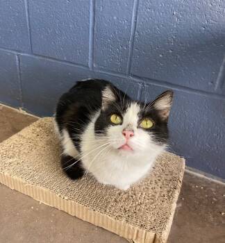 Rescue Domestic Short Hair Cats for Adoption in Cincinnati, Ohio - Holiday | PetCurious