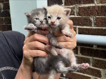 Domestic Long Hair Cats Available for Adoption in Suffolk, Virginia - Llama | PetCurious