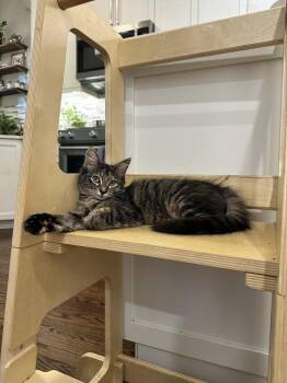 Zsa Zsa -  Maine Coon and Domestic Medium Hair Cat for Adoption in Chicago, Illinois - Zsa Zsa | PetCurious