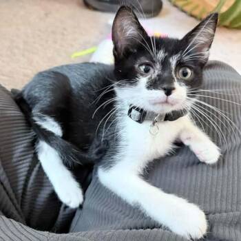 Vulcan -  Tuxedo Cat for Adoption in Grand Rapids, Michigan - Vulcan | PetCurious