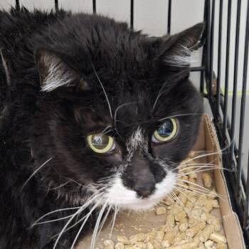 Rescue Domestic Long Hair Cats for Adoption in Branson, Missouri - Margaret | PetCurious