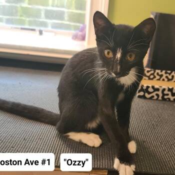Ozzy (Boston Ave Kitten 1) -  American Shorthair Cat for Adoption in Westport, Connecticut - Ozzy (Boston Ave Kitten 1) | PetCurious