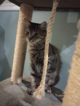 Whiskers -  Tabby Cat for Adoption in Wilmington, North Carolina - Whiskers | PetCurious