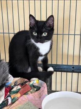 Wild Weasel -  Domestic Short Hair Cat for Adoption in Tucson, Arizona - Wild Weasel | PetCurious
