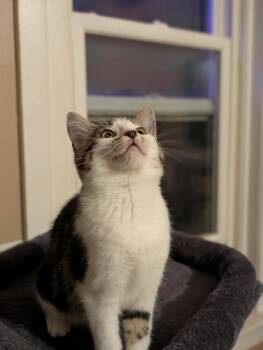Rescue Domestic Short Hair Cats for Adoption in Toronto, Ontario - Olive | PetCurious
