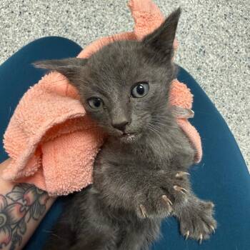 Manhattan -  Domestic Short Hair Cat for Adoption in Reno, Nevada - Manhattan | PetCurious