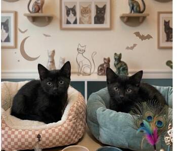 Amour -  Domestic Short Hair Cat for Adoption in San Diego, California - Amour | PetCurious