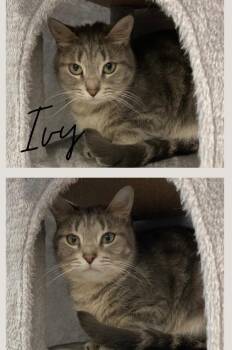 Domestic Short Hair Cats Available for Adoption in Pierceton, Indiana - Ivy | PetCurious