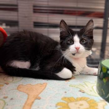 Oakley -  Domestic Medium Hair Cat for Adoption in Portage, Michigan - Oakley | PetCurious