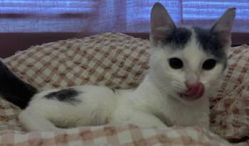 Kelly -  Domestic Short Hair Cat for Adoption in Kansas City, Missouri - Kelly | PetCurious