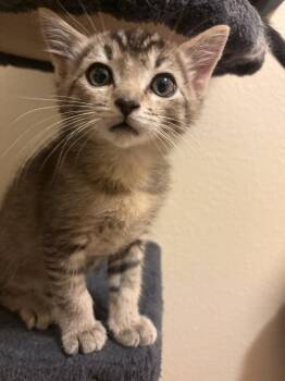 Bowie -  Domestic Short Hair Cat for Adoption in Vancouver, Washington - Bowie | PetCurious