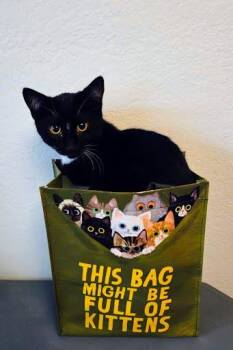 Rescue Tuxedo and Domestic Short Hair Cats for Adoption in Sacramento, California - Nori | PetCurious