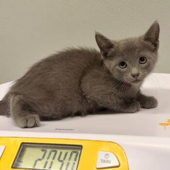 Smokey -  Domestic Short Hair Cat for Adoption in Tampa, Florida - Smokey | PetCurious