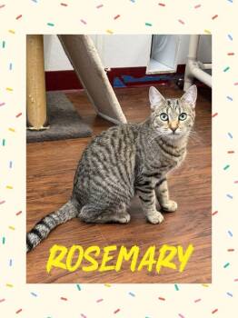 Rescue Domestic Short Hair Cats for Adoption in Howes Cave, New York - Rosemary | PetCurious