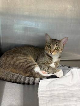 Carneki -  Domestic Short Hair Cat for Adoption in Clarksville, Tennessee - Carneki | PetCurious