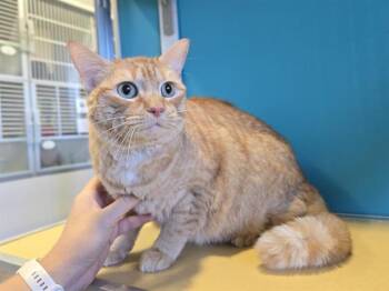 FIRE -  Domestic Short Hair Cat for Adoption in Auburn, California - FIRE | PetCurious