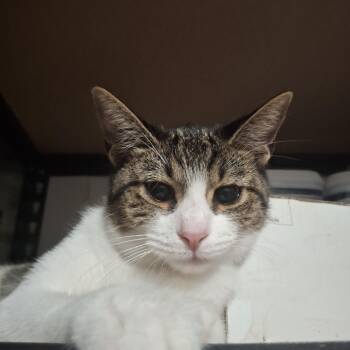 Rescue Tabby Cats for Adoption in Lawrenceville, Georgia - Poppy | PetCurious