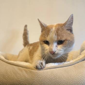 Rescue Domestic Short Hair Cats for Adoption in Baltimore, Maryland - Wyatt | PetCurious