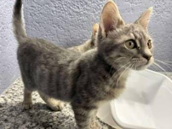 Tabby Cats Available for Adoption - Milo | PetCurious