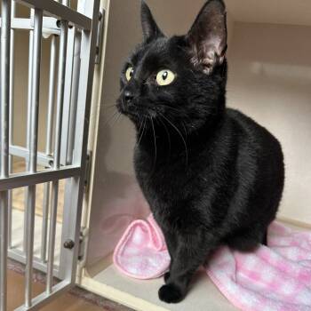 Rescue Domestic Short Hair Cats for Adoption in Conway, New Hampshire - Destiny | PetCurious