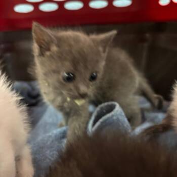 Daisy -  Domestic Short Hair Cat for Adoption in Memphis, Tennessee - Daisy | PetCurious