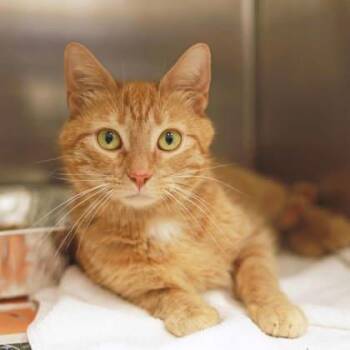 Domestic Short Hair Cats Available for Adoption in Atlanta, Georgia - Caramel | PetCurious