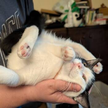 Magpie -  Domestic Short Hair Cat for Adoption in Buffalo, New York - Magpie | PetCurious
