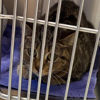 Tika -  Domestic Short Hair Cat for Adoption in Scituate, Massachusetts - Tika | PetCurious
