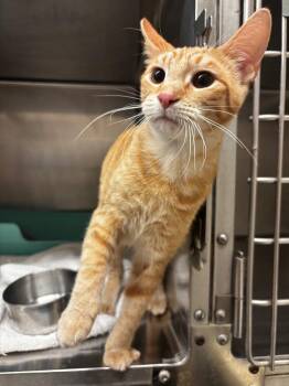 Domestic Short Hair Cats Available for Adoption in Lima, Ohio - Fezz | PetCurious