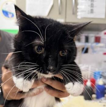 Sweet & Spicy Sriracha -  Domestic Short Hair Cat for Adoption in West Chester, Pennsylvania - Sweet & Spicy Sriracha | PetCurious