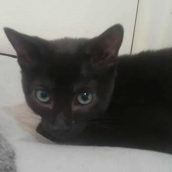 Rescue Domestic Short Hair Cats for Adoption in Eagle Mountain, Utah - 80-HD Armbrust | PetCurious