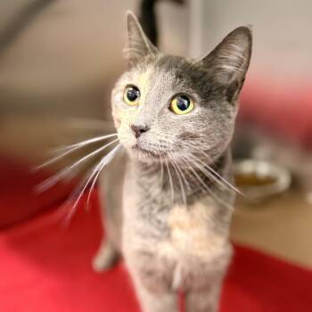 Rumi -  Domestic Short Hair Cat for Adoption in Jackson Township, New Jersey - Rumi | PetCurious