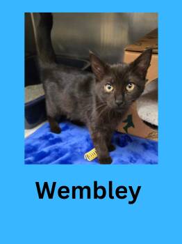 Rescue Domestic Short Hair Cats for Adoption in Ravenna, Ohio - Wembley | PetCurious