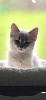 Domestic Medium Hair Cats Available for Adoption in White Cloud, Michigan - KITTENS | PetCurious