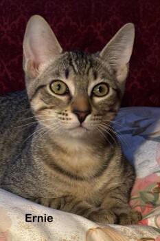 Rescue Tabby Cats for Adoption in Portland, Oregon - Ernie | PetCurious