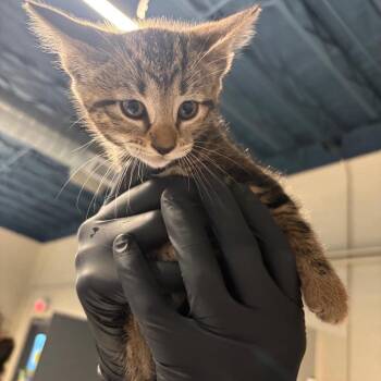 Adelyne -  Domestic Short Hair Cat for Adoption in Huntington, West Virginia - Adelyne | PetCurious