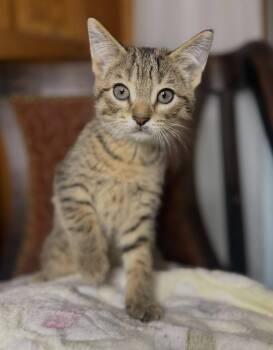 Rescue Domestic Short Hair Cats for Adoption in Stoughton, Wisconsin - Monte | PetCurious