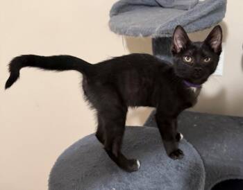 Danny Torrance -  Domestic Short Hair Cat for Adoption in Ferndale, Michigan - Danny Torrance | PetCurious