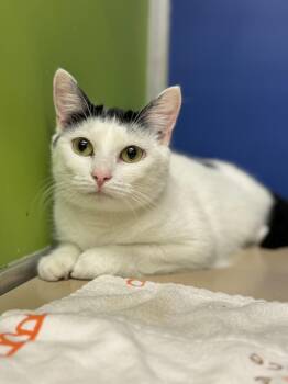 Rescue Domestic Short Hair Cats for Adoption in Philadelphia, Pennsylvania - Ci Ci | PetCurious