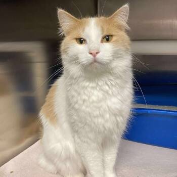 Rescue Domestic Long Hair Cats for Adoption in Elbow Lake, Minnesota - Muffin | PetCurious