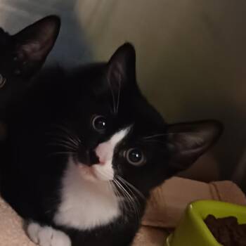 Riley -  Domestic Short Hair Cat for Adoption in Nashville, Tennessee - Riley | PetCurious