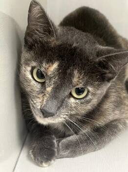 Ursula -  Domestic Short Hair Cat for Adoption in Corpus Christi, Texas - Ursula | PetCurious