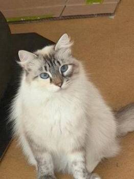 Celine -  Domestic Long Hair and Siamese Cat for Adoption in Walnut Creek, California - Celine | PetCurious