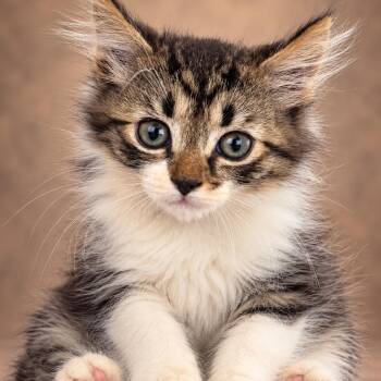 FRISKIE -  Domestic Medium Hair Cat for Adoption in Lucedale, Mississippi - FRISKIE | PetCurious